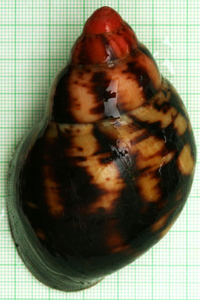 Archachatina marginata cf. eduardi var. rhodei Cameroon